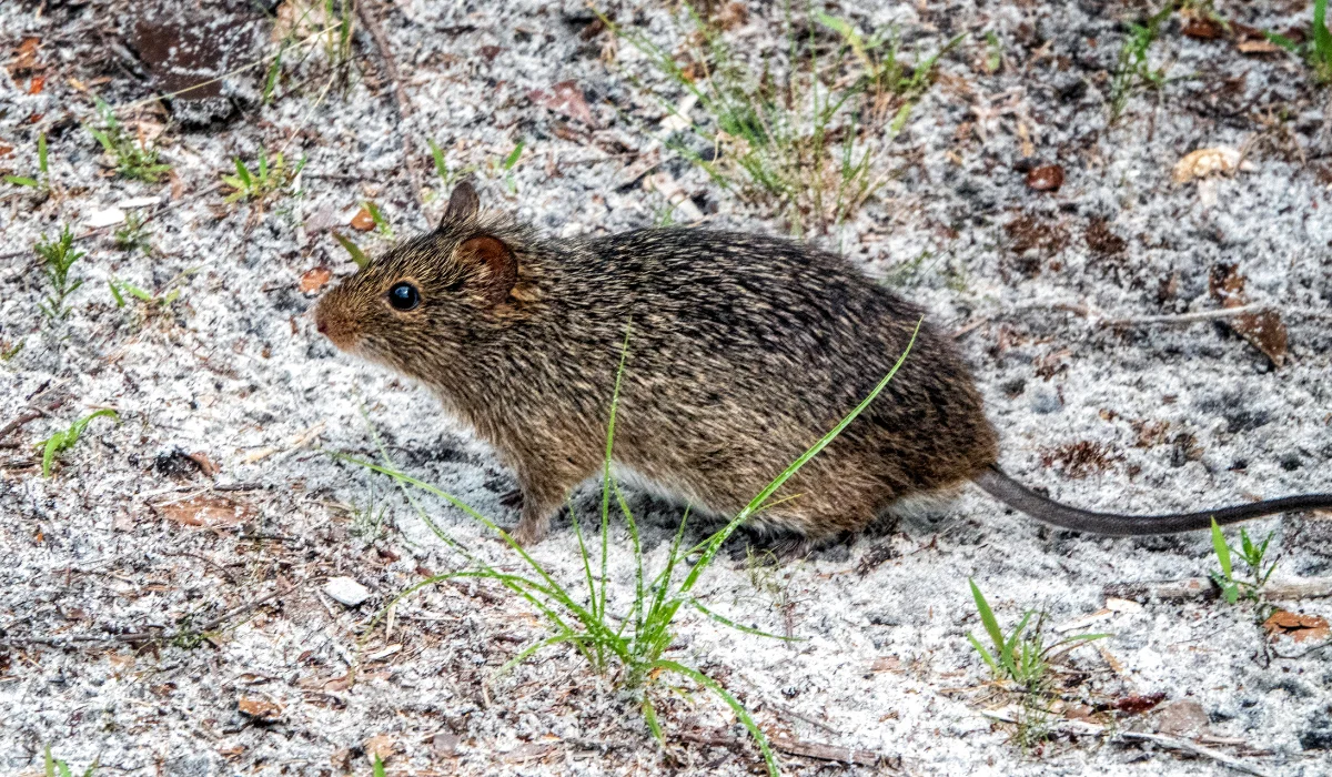 cotton rat
