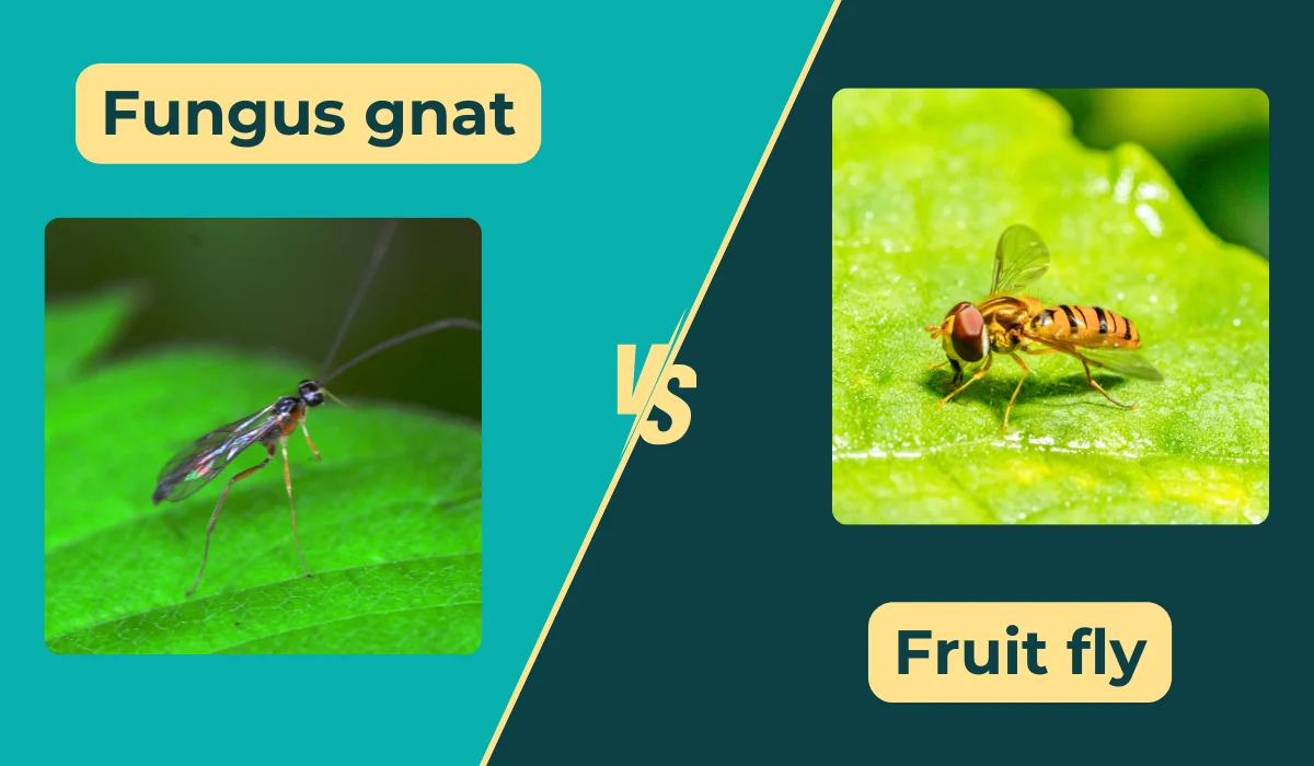 fungus gnat & fruit fly comparison