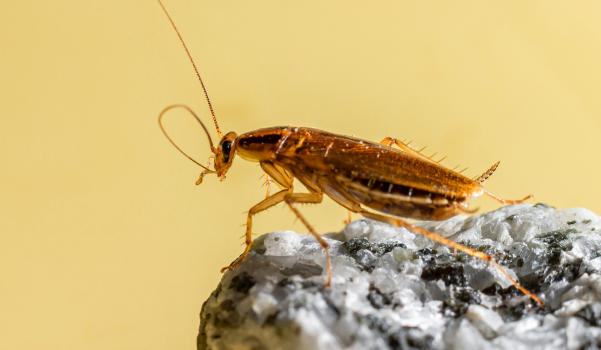 german roach