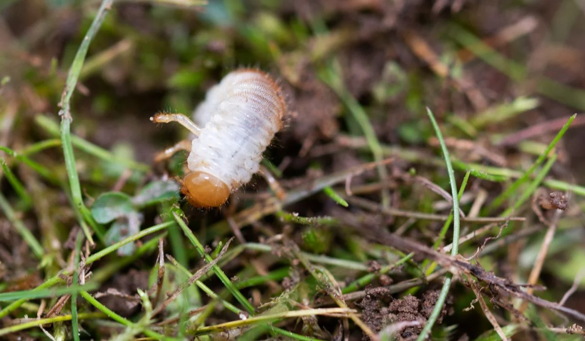 lawn grubs