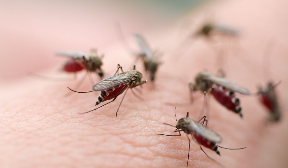 What Smells Do Mosquitoes Hate?