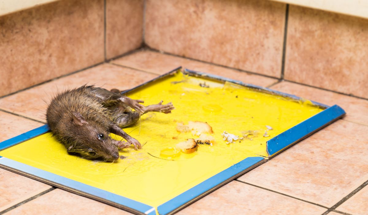 8 Natural Rat Repellents to Keep Critters Away