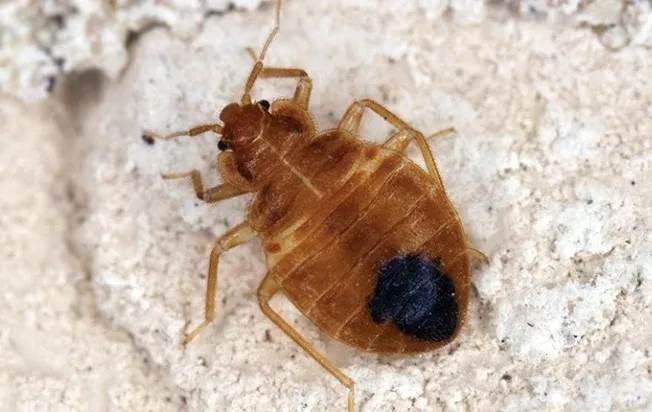 a bed bug