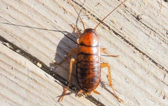 asian cockroach