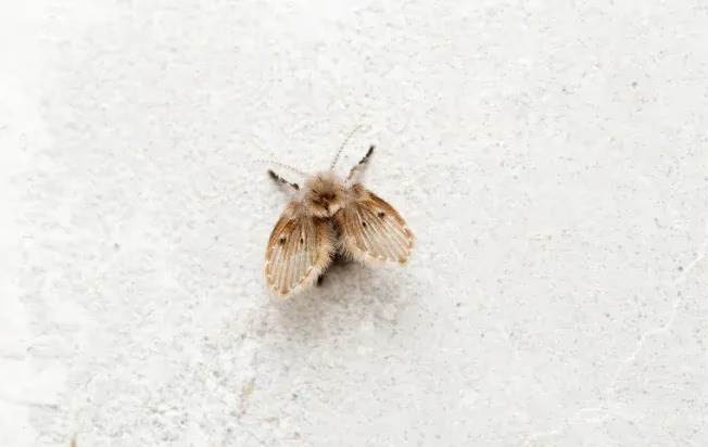 Drain Fly