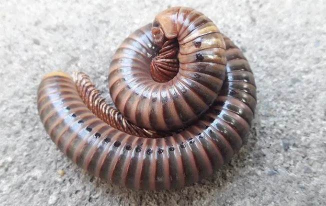 Millipede
