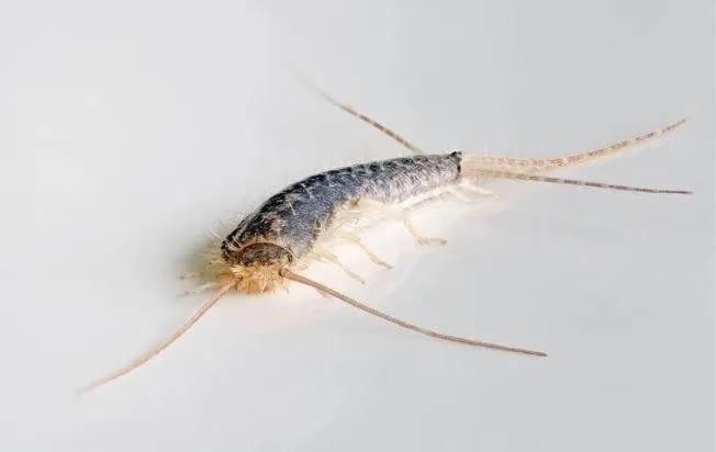 Silverfish