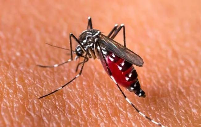 Mosquito