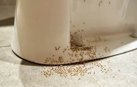 Ants in Your Bathroom? Here???s How to Get Rid of Them | Native Pest ...