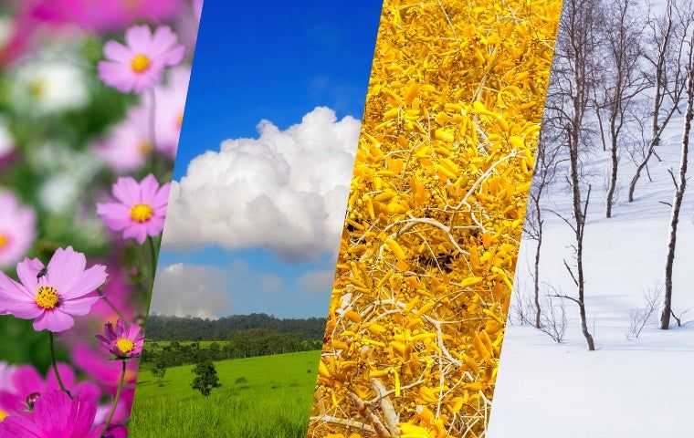 The four seasons