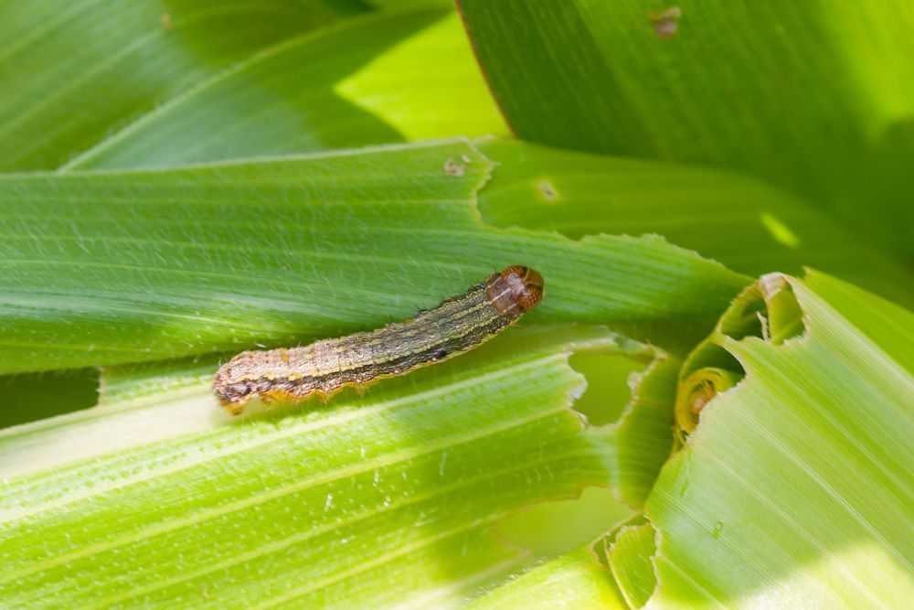 Fall Armyworms