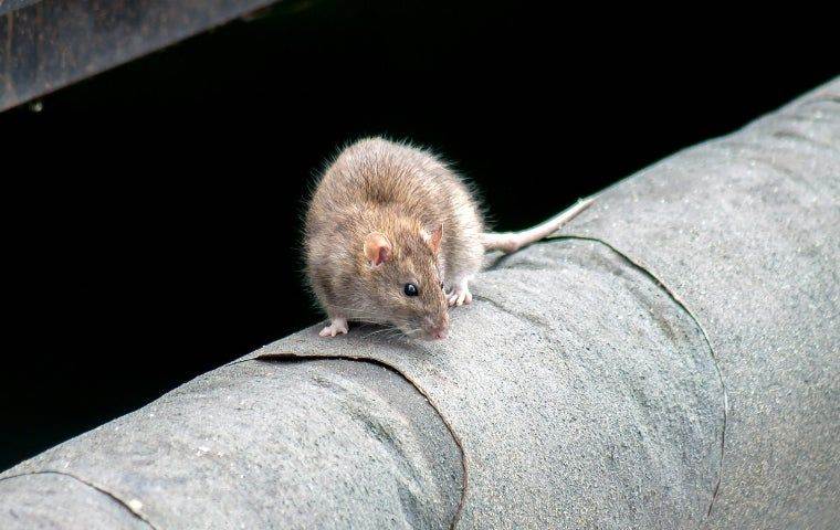 Rat outside home in Tallahassee, FL