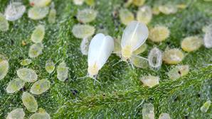 Whitefly Control