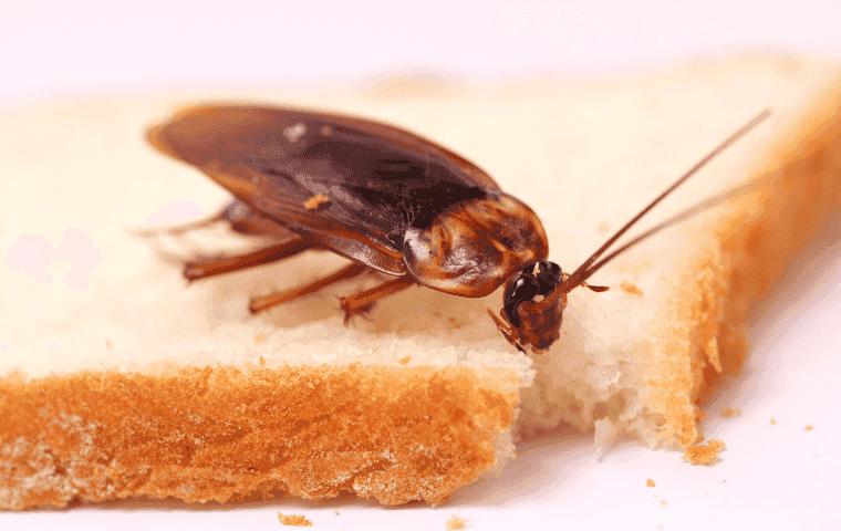 Cockroach in Fort Lauderdale, FL