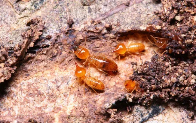 Termites on a tree