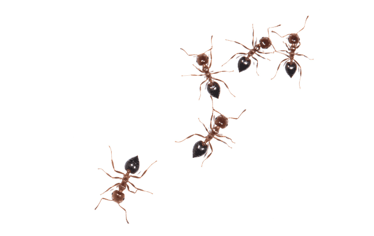 Tiny Argentine ants in West Palm Beach, FL