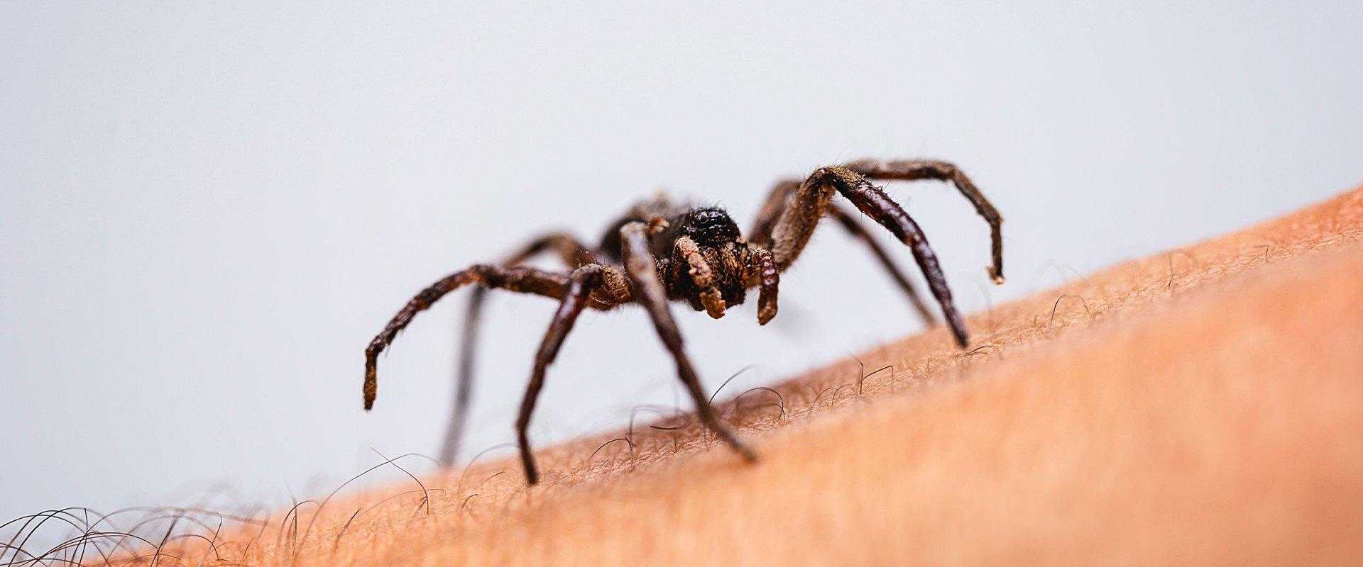 spider on arm in south florida