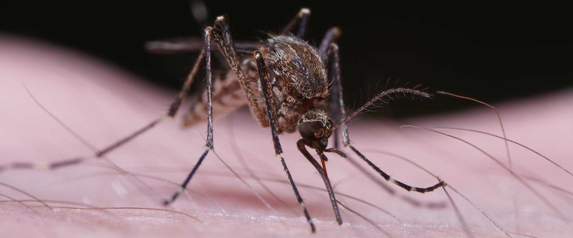 mosquito on skin in south florida