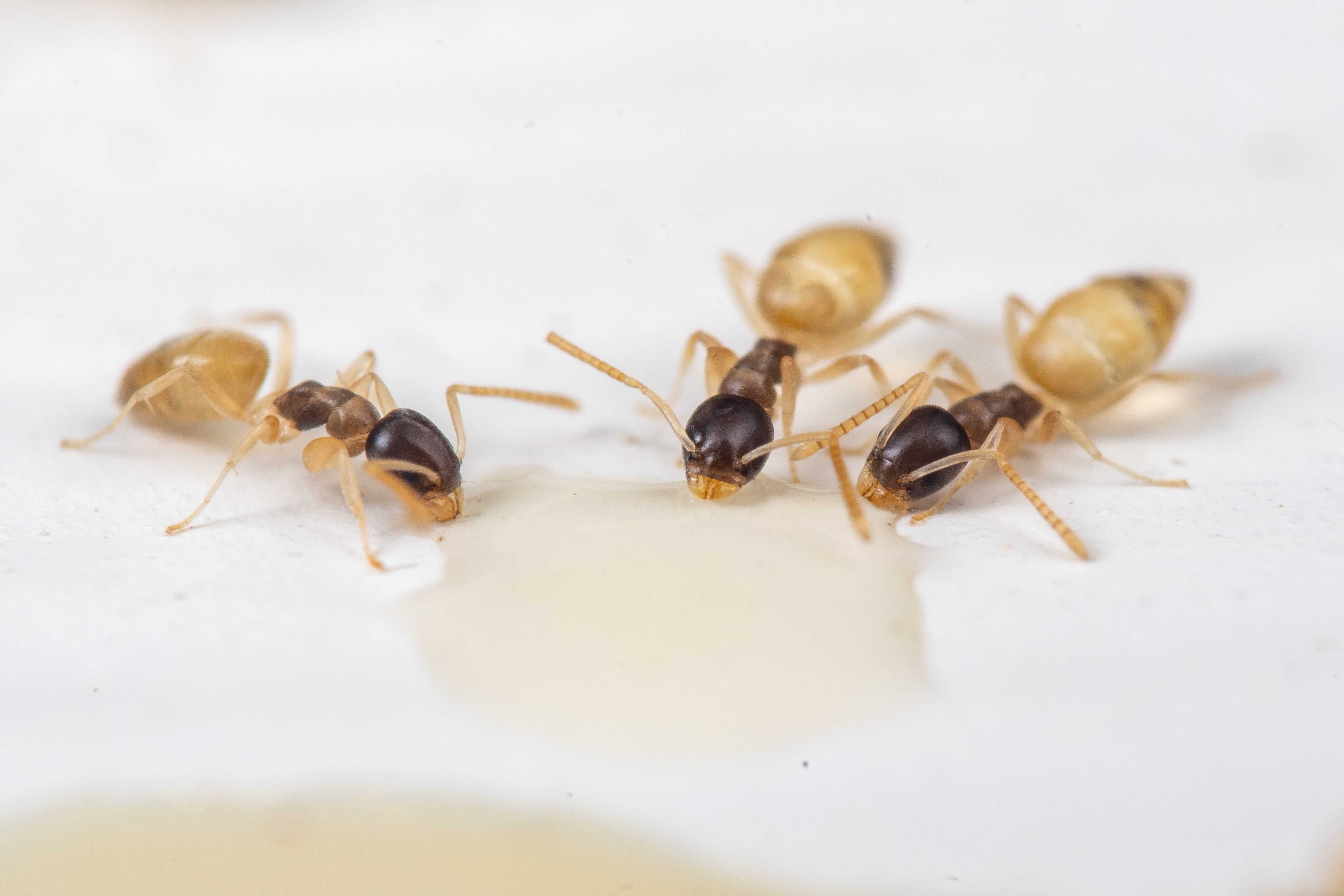 Ghost ant control in Fort Lauderdale