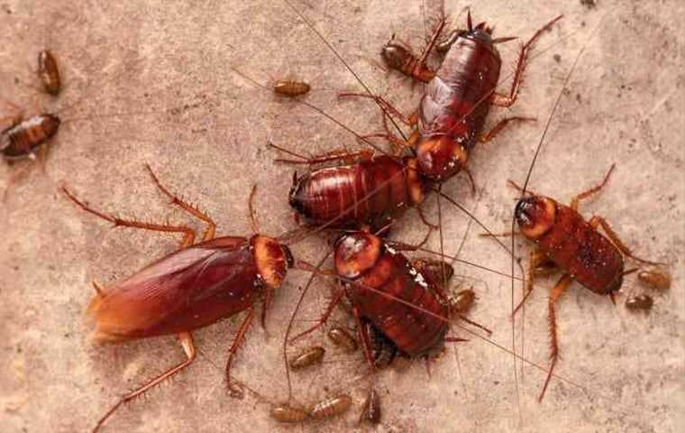 cockroaches gathered in south Florida