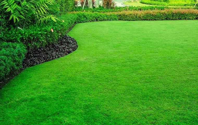Groomed lawn in south Florida
