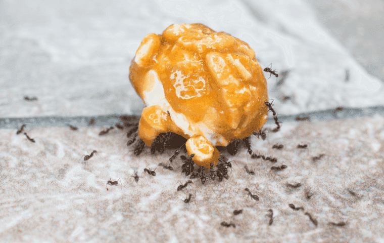 Sugar Ant Control in Florida
