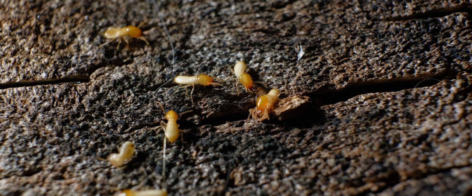 Termite Control Miramar FL