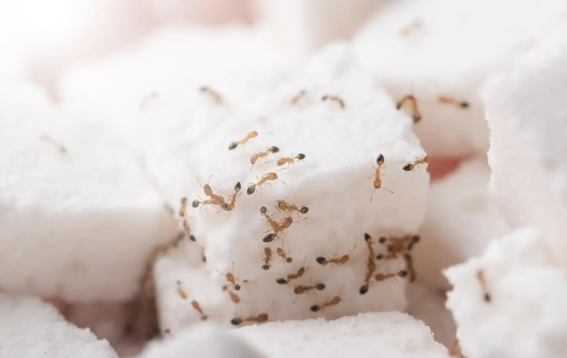 ants on cube sugar