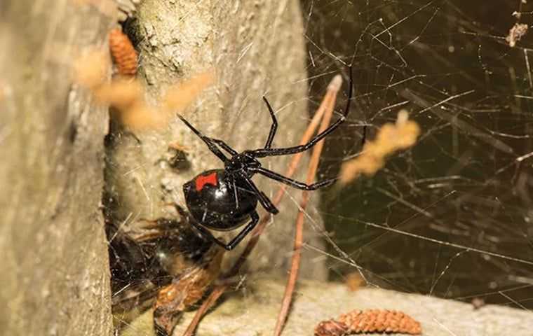 black widow spider in web in south Florida