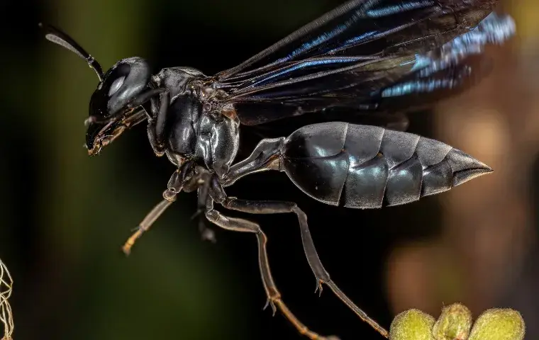 black wasps in florida