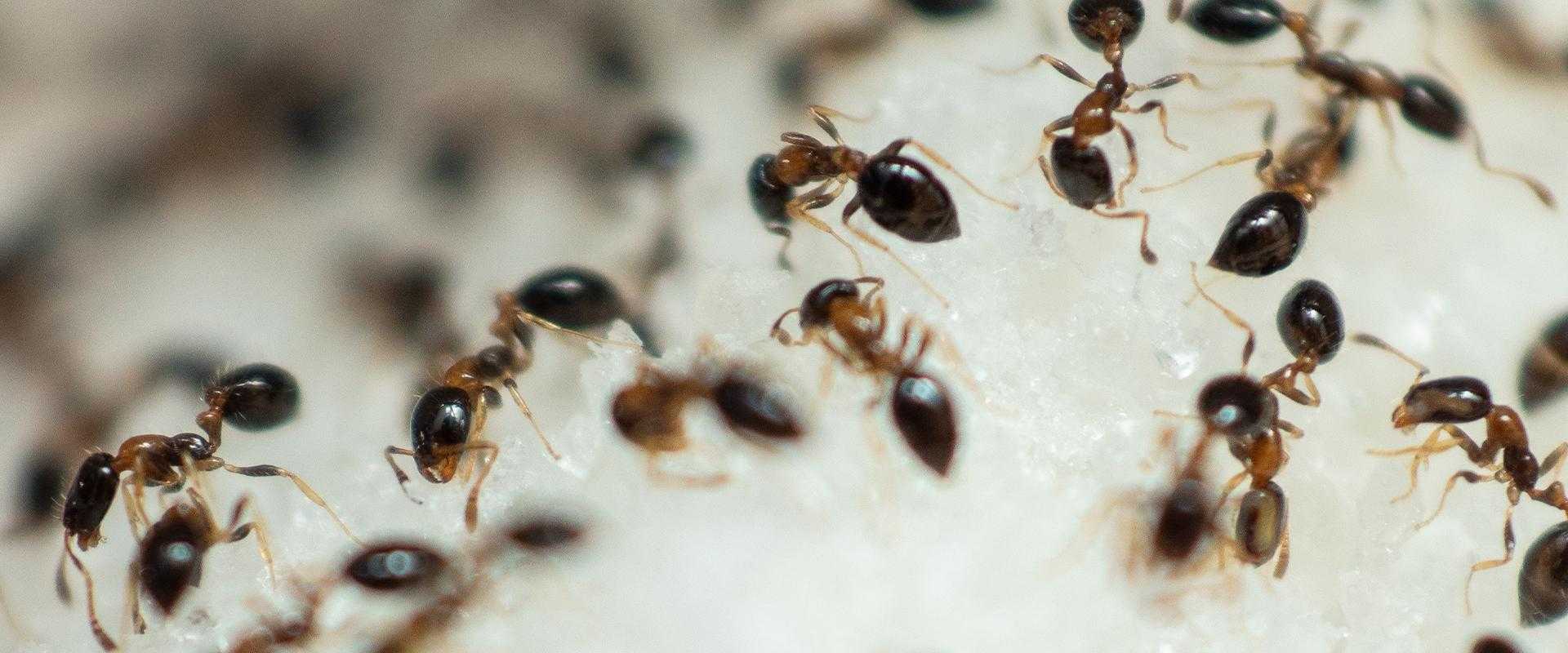 ants on sugar in south florida