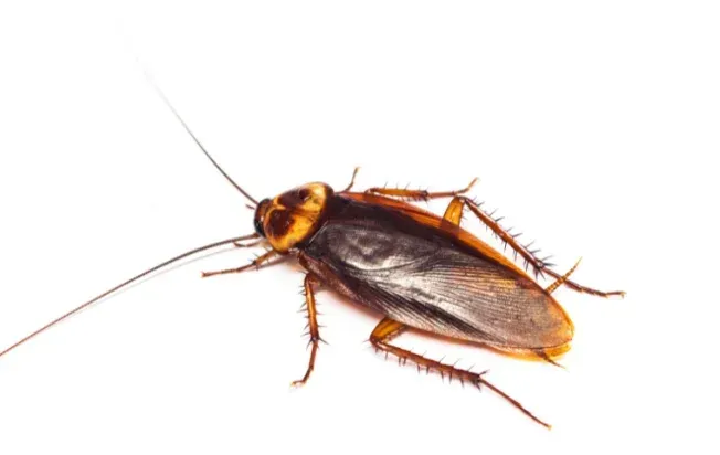 close-up of a palmetto bug (aka American cockroach)