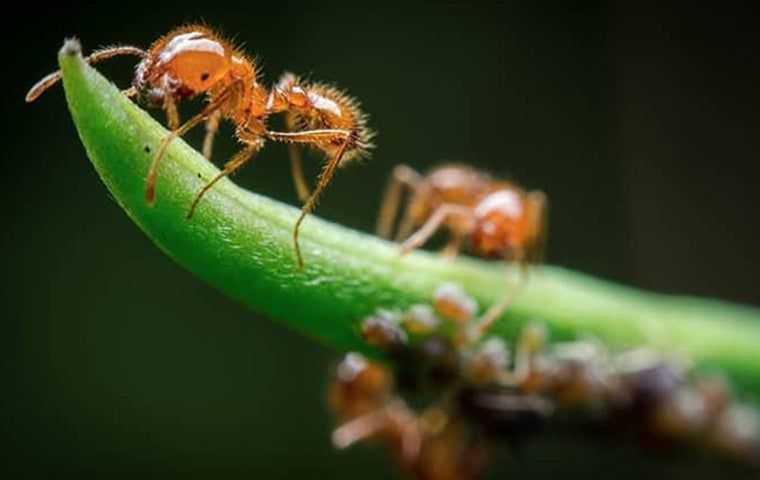 fire ant control Tallahassee