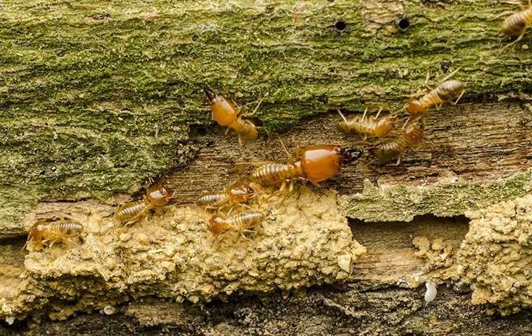 drywood termites on wood in south florida