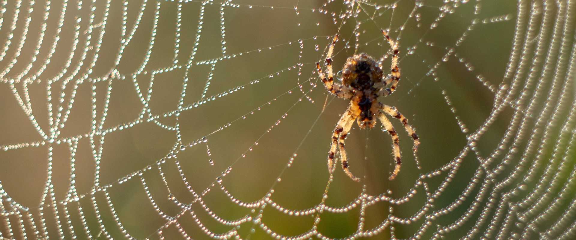 Spider Control Miramar, FL