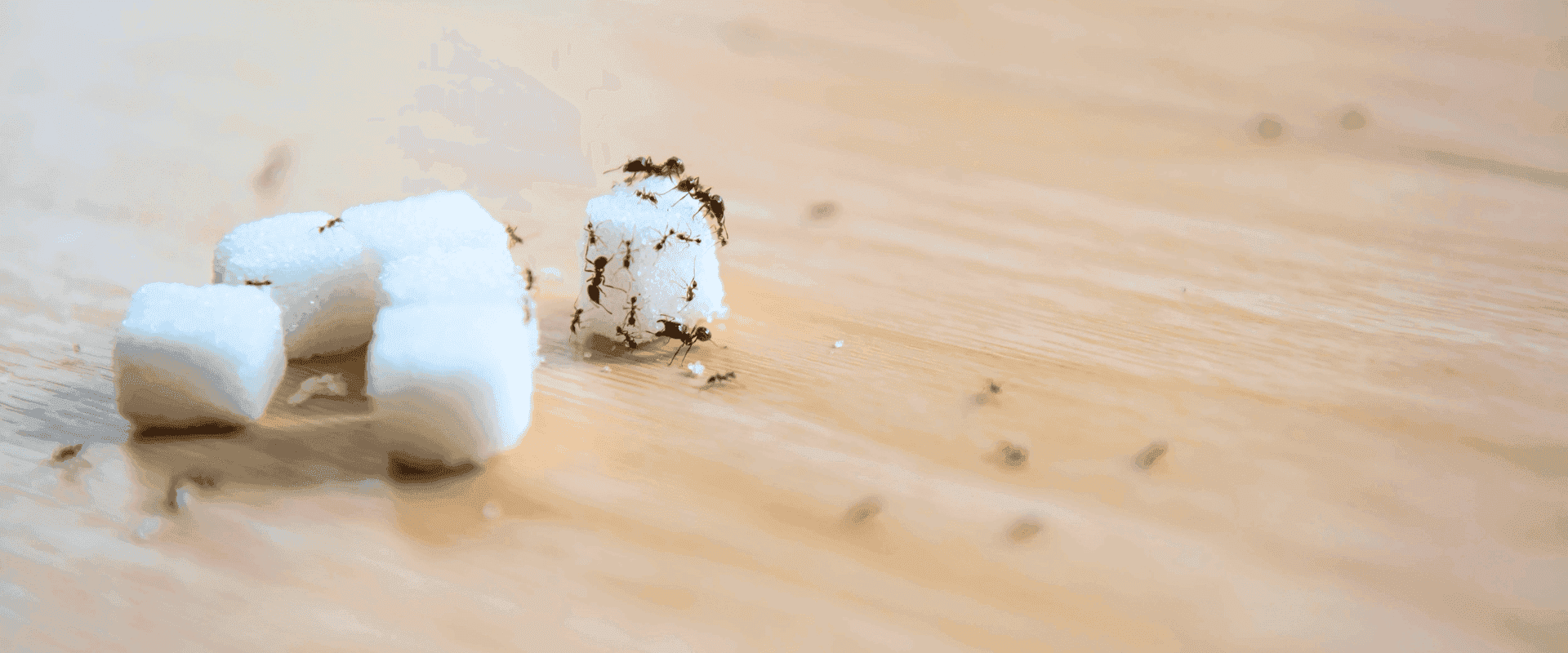 Sugar Ant Identification in Florida