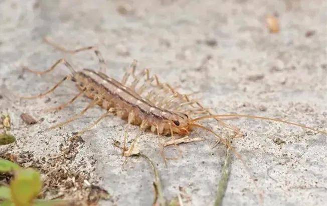 House centipede crawling