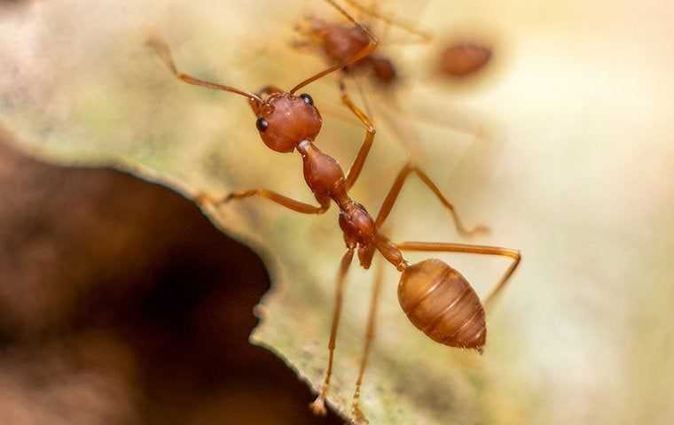 fire ant in south florida