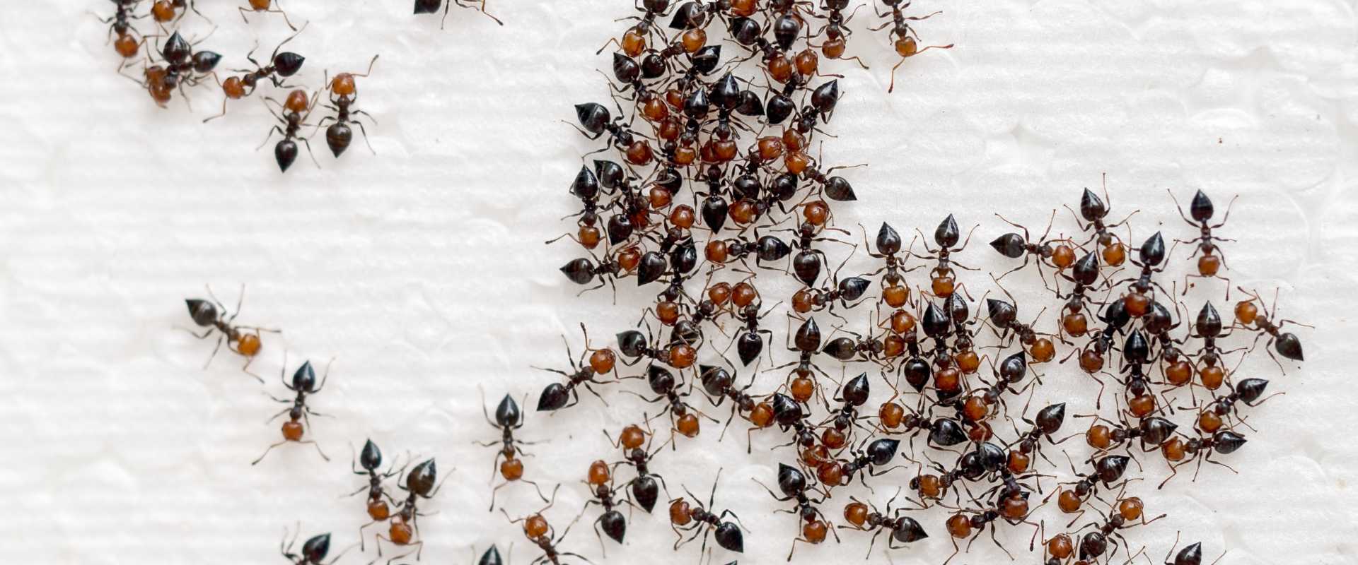 Ant Control Pembroke Pines FL