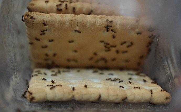 ants on crackers in south florida