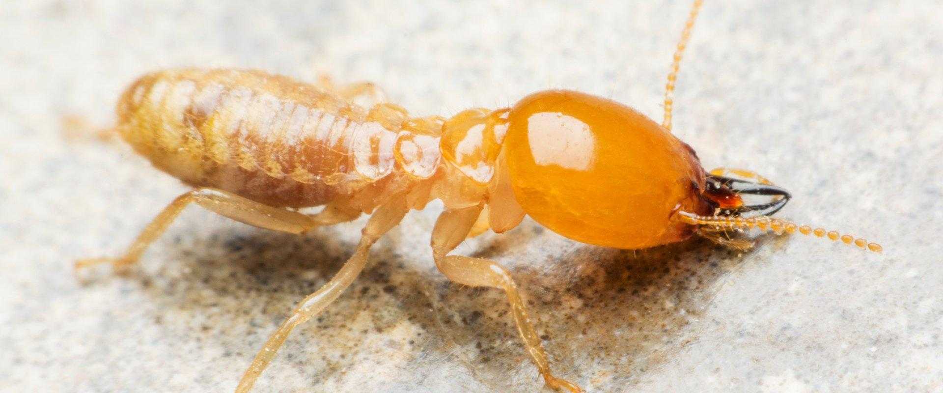 termite on counter in south florida