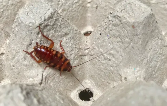 A brown-banded cockroach crawling on packaging