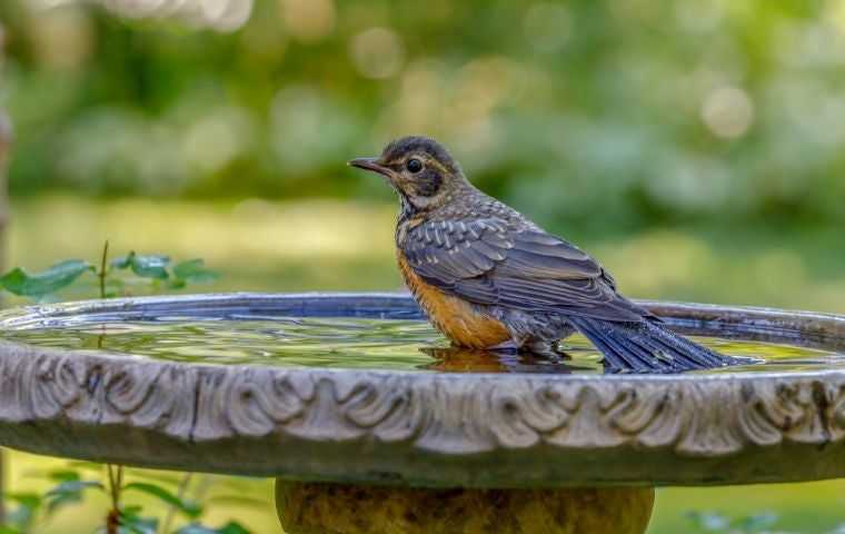Bird bath in backyard