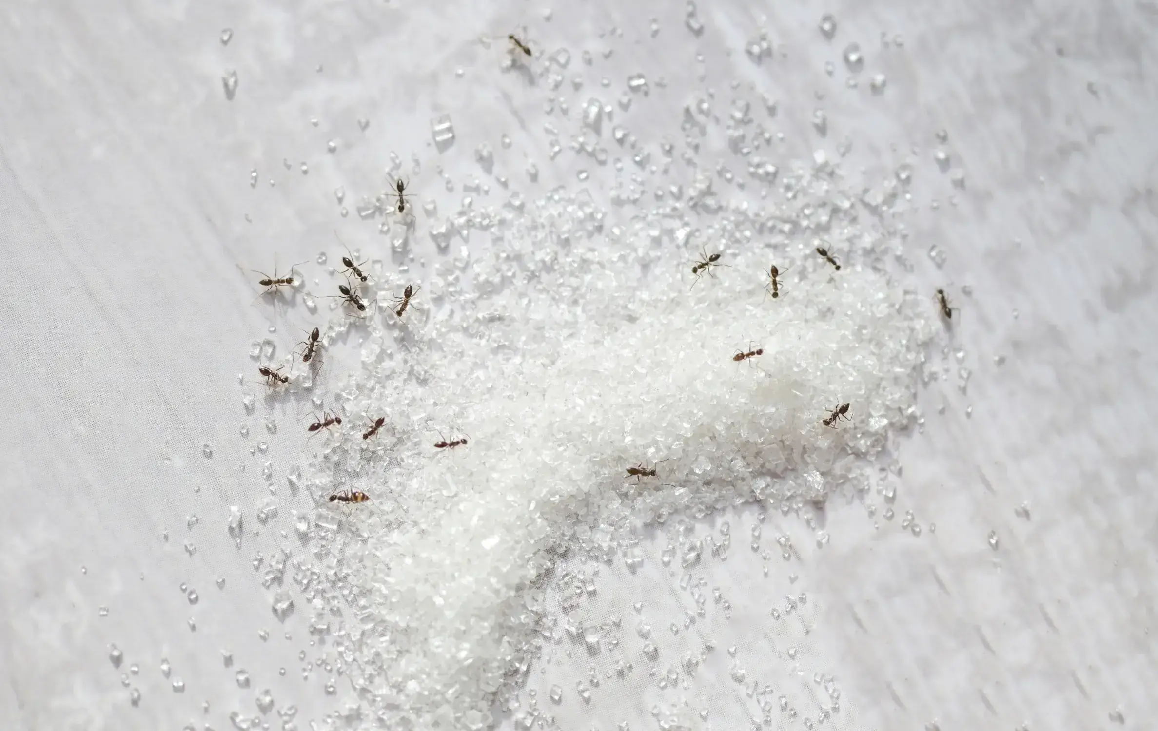 Sugar ant on table background, white sugar with ant eating sweet