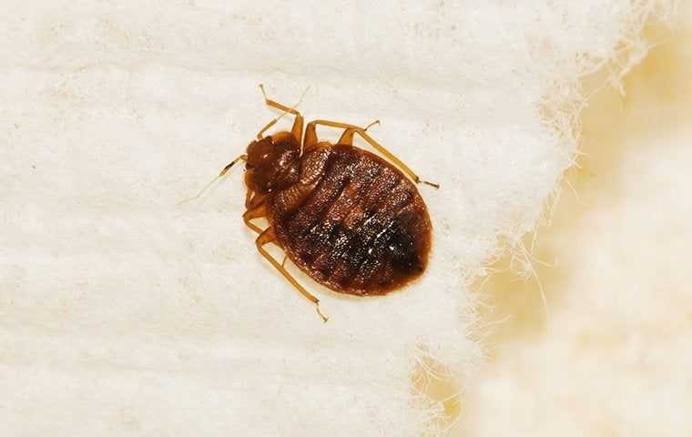 bedbug on box spring in south florida