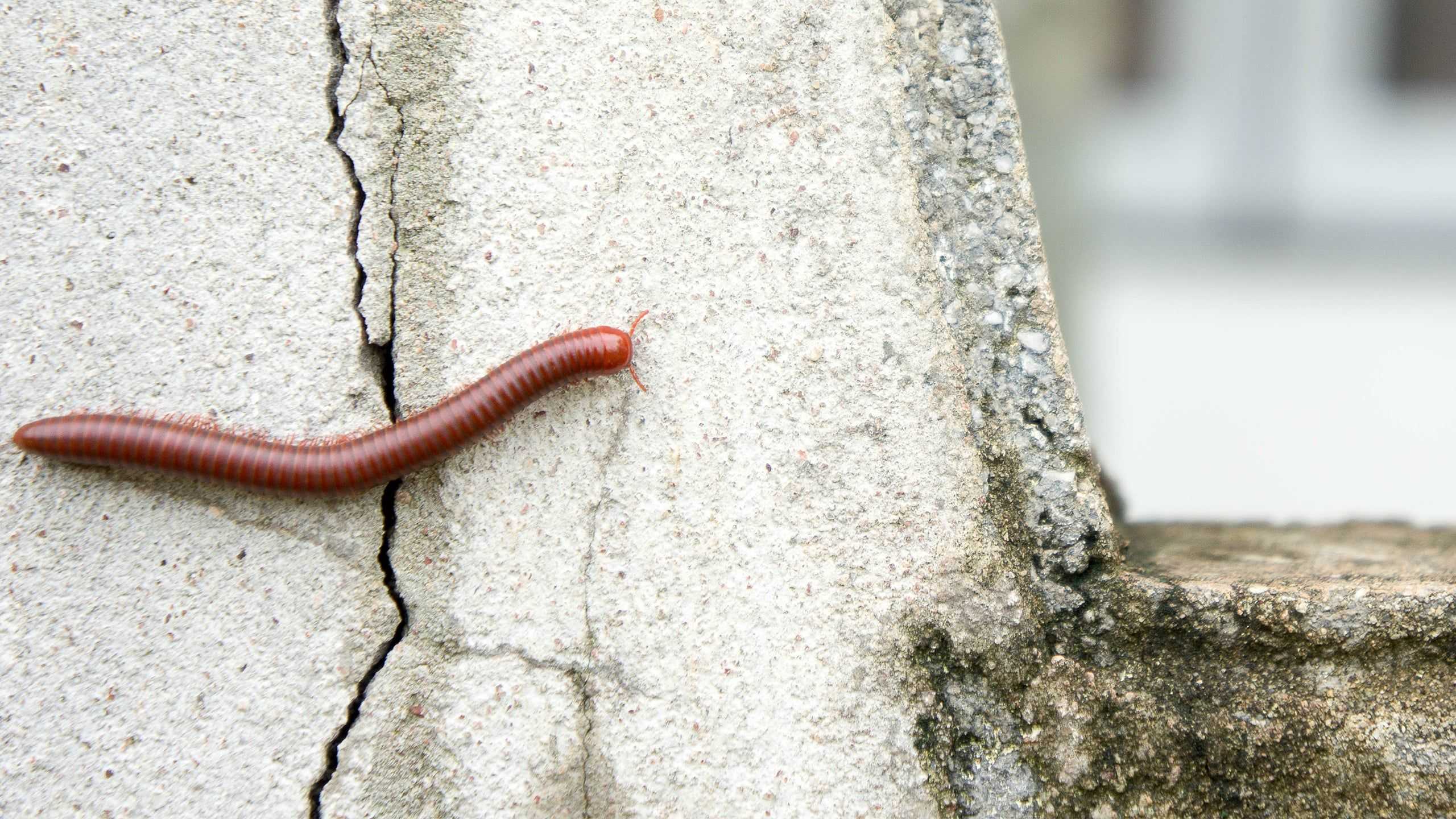 millipede on a stone wall