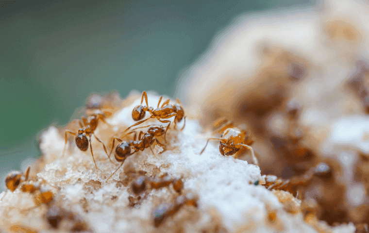 How to control fire ants in Florida