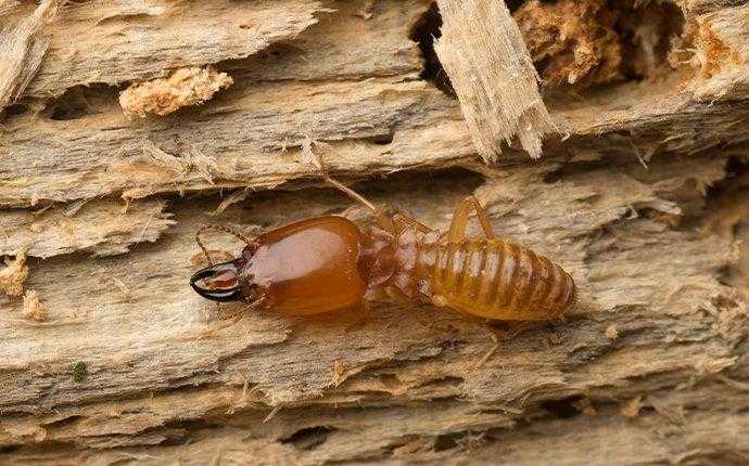 termite on wood in south florida