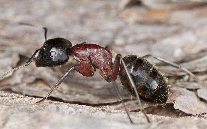carpenter ant crawling in south florida