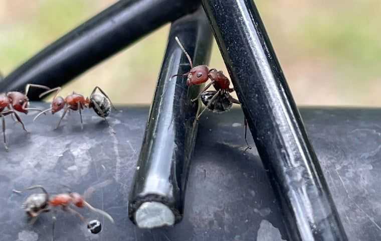 Carpenter ants in Tallahassee